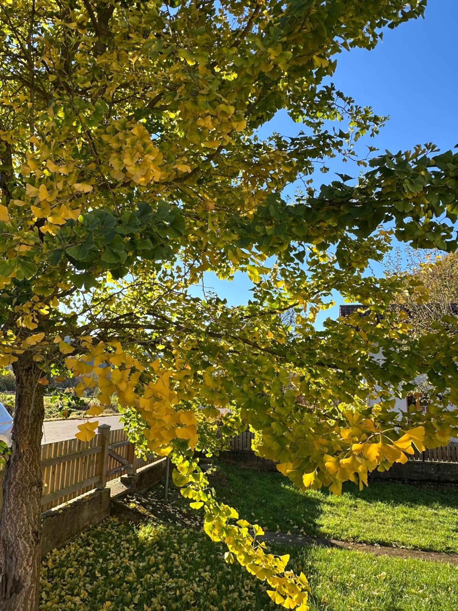 Ferienhaus Ginkgo Biloba Malsbenden Dış mekan fotoğraf